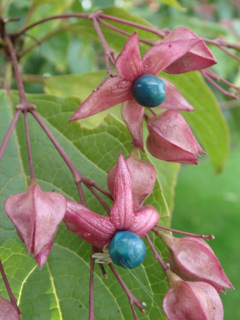 Clerodendron trichotomum bractEes et fruits P13 P17 P27